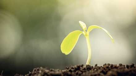 Iværksætter hjælp