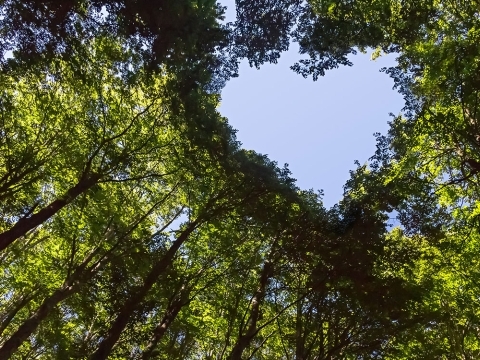 Taksonomiforordningen