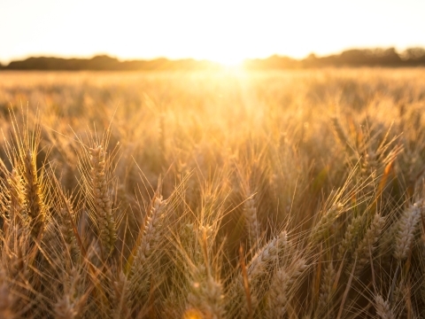 Grønne investeringer i landbruget